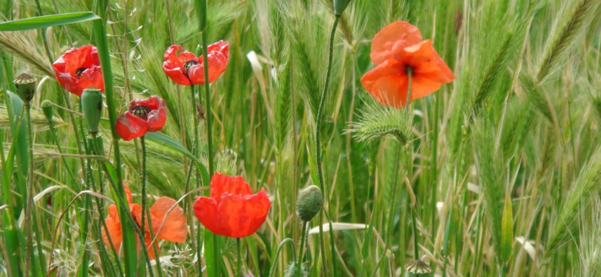 Pfalz 18.-20.5.2007 069